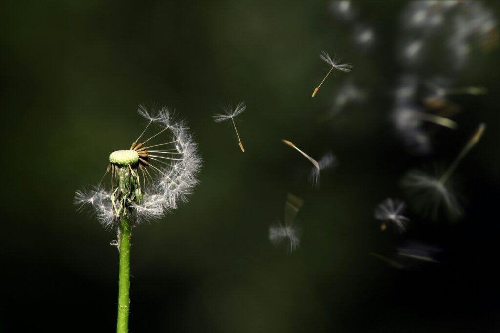 Eine Pusteblume verliert ihre Samen im Wind. Ein stilles Bild für Veränderung, Vertrauen und inneres Loslassen wie im Elterncoaching bei Daniela Bernauer.